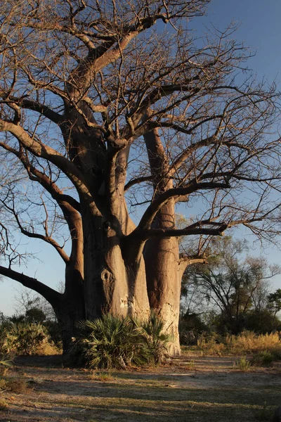Hatalmas Baobab Okavango Deltában Botswanában — Stock Fotó