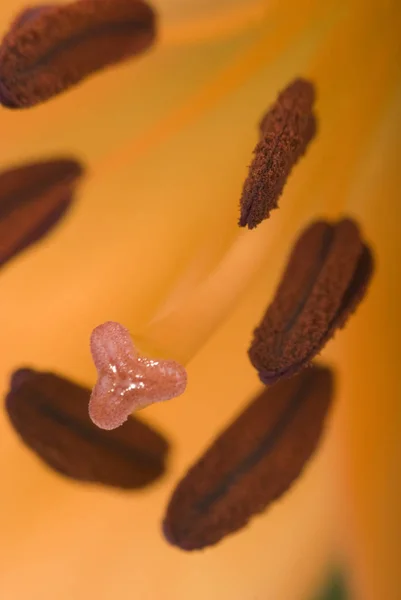 Turuncu Zambak Çiçeği Makro Pozu — Stok fotoğraf