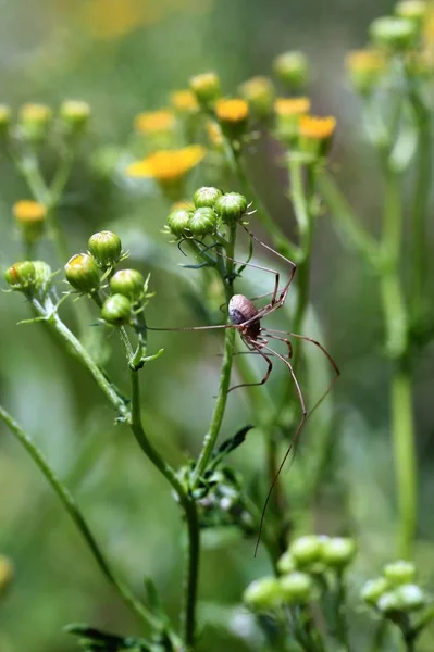 Strašidelný Pavouk Hmyzí Stvoření — Stock fotografie