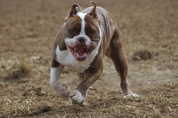 Angol Bulldog Pet Brit Bulldog — Stock Fotó