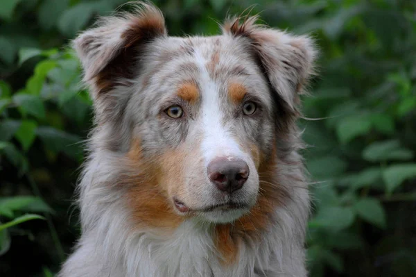 Portrait Chien Berger Australien — Photo