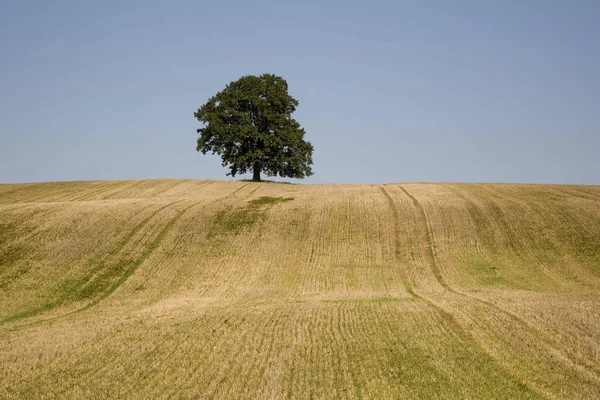 Roble Campo — Foto de Stock