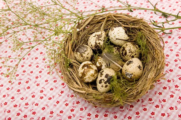 Wachteleier Ostern — Stockfoto