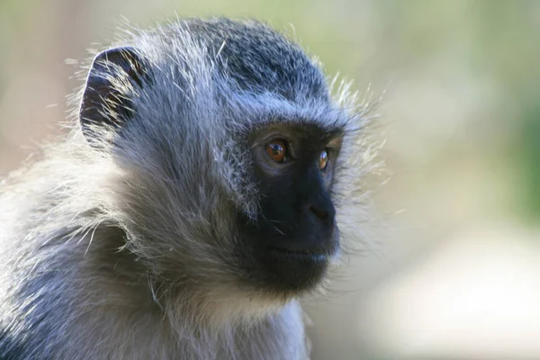 Primates Mono Animales Vida Silvestre — Foto de Stock