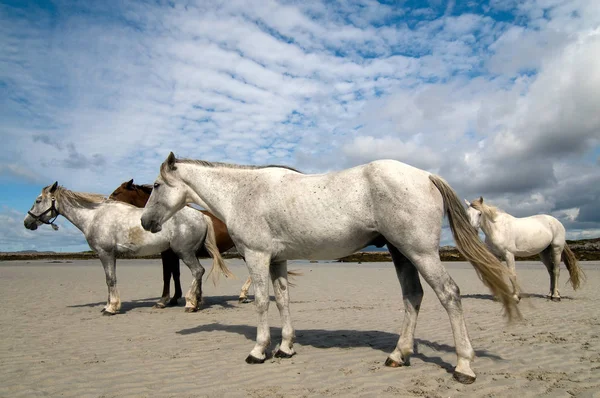 Connemara Pony Rlandalı Asker Atları Carna Sahilinde — Stok fotoğraf