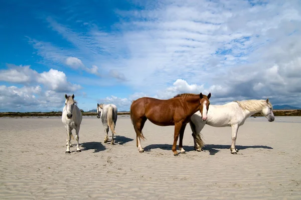 Connemara Pony Rlanda Draught Atları Carna Sahilinde — Stok fotoğraf