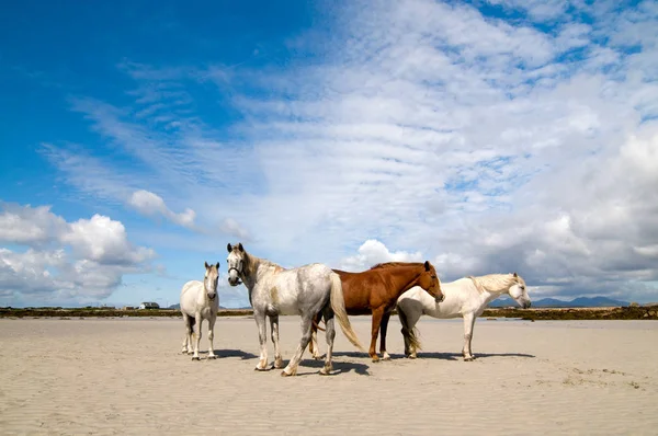 Connemara Pony Rlanda Draught Atları Carna Sahilinde — Stok fotoğraf