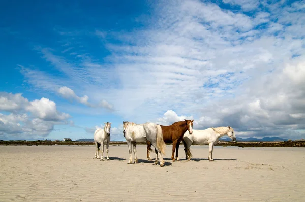 Connemara Pony Rlanda Draught Atları — Stok fotoğraf