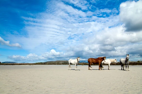 Connemara Pony Rlanda Draught Atları — Stok fotoğraf