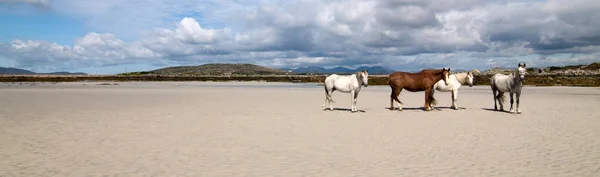 Connemara Pony Rlanda Draught Atları — Stok fotoğraf