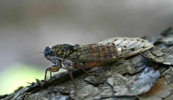 Gros Plan Bug Nature Sauvage — Photo