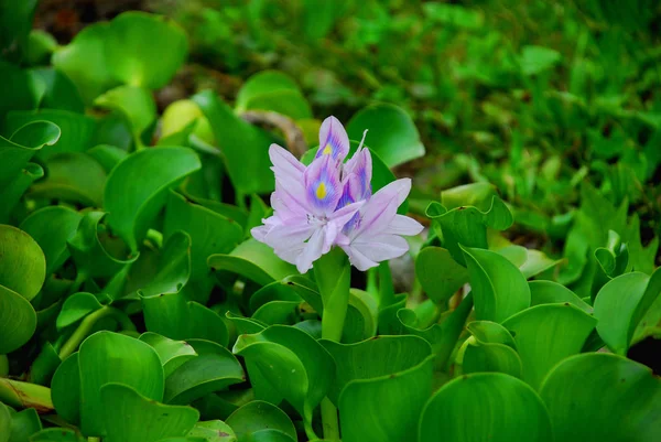 美丽绽放的百合花的特写镜头 — 图库照片