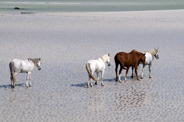 Connemara Pony Und Irische Zugpferde Strand Von Carna — Stockfoto