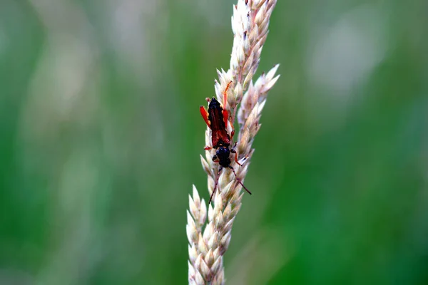 Close Bug Natureza Selvagem — Fotografia de Stock