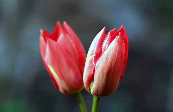 Vista Cênica Belas Flores Tulipa — Fotografia de Stock