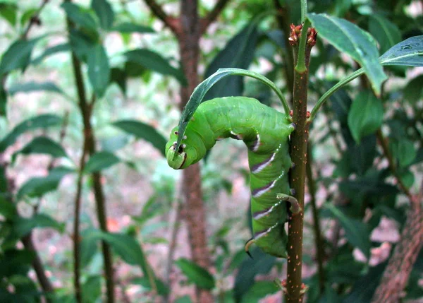 Lagarta Verme Inseto Natureza — Fotografia de Stock