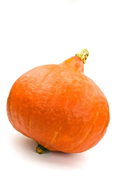 Hokkaido Pumpkin White — Stock Photo, Image