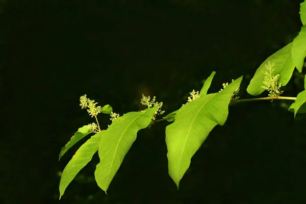 Belleza Planta Flor Durante Día —  Fotos de Stock