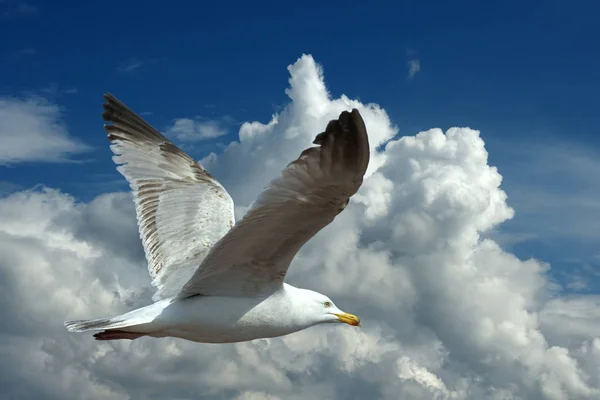 Schilderachtig Uitzicht Prachtige Vogel Natuur — Stockfoto