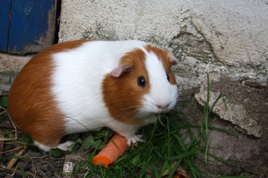 guinea pig with carrots clipart
