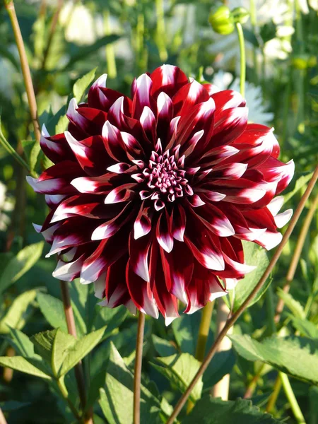 Schöne Botanische Aufnahme Natürliche Tapete — Stockfoto