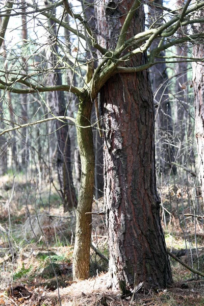 Naturbäume Umwelt Und Botanik — Stockfoto