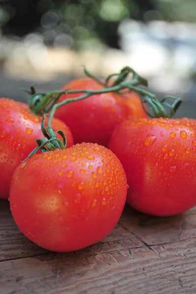有機赤熟したトマト — ストック写真