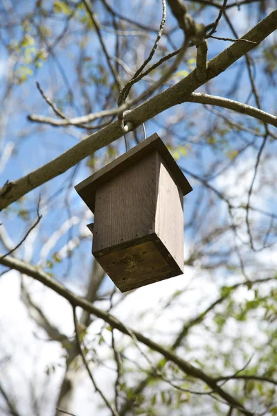 Vue Panoramique Bel Oiseau Nature — Photo