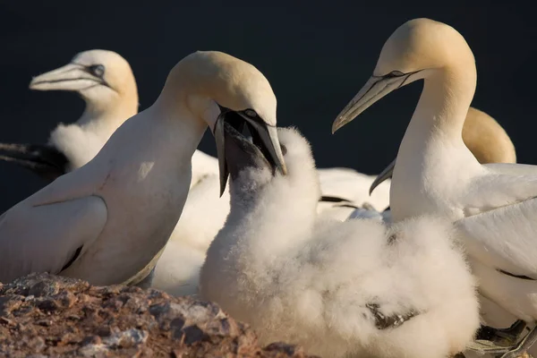 Aussichtsreiche Aussicht Auf Schöne Vögel Der Natur — Stockfoto