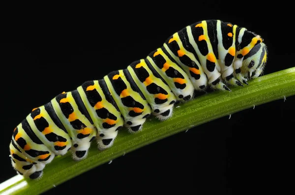 Insecto Oruga Gusano Pequeño —  Fotos de Stock