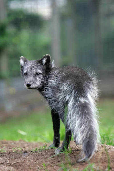 Closeup Animal Zoo — Stock Photo, Image