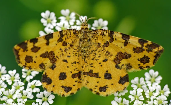 Vue Rapprochée Beau Papillon Coloré — Photo