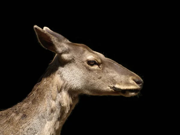 Cerfs Mammifères Dans Nature — Photo