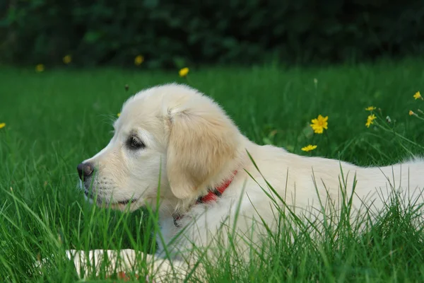 Słodkie Labrador Retriever Szczeniak Trawie — Zdjęcie stockowe