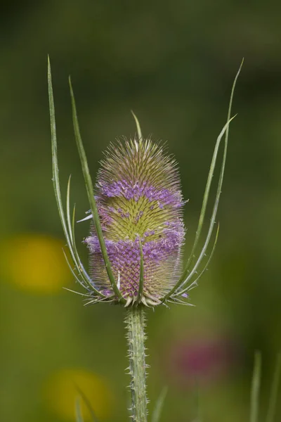 Mooie Bloemen Bloem Concept Achtergrond — Stockfoto