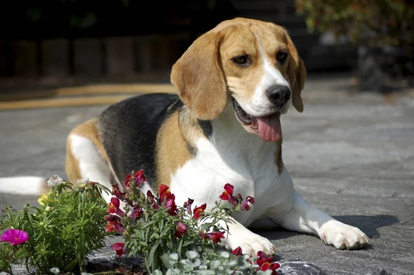 Ritratto Simpatico Adorabile Cane Beagle — Foto Stock
