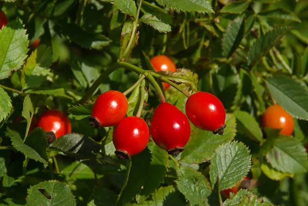 Rose Hip Red Berries — Stock Photo, Image