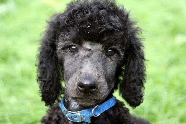 Cucciolo Del Poodle Del — Foto Stock