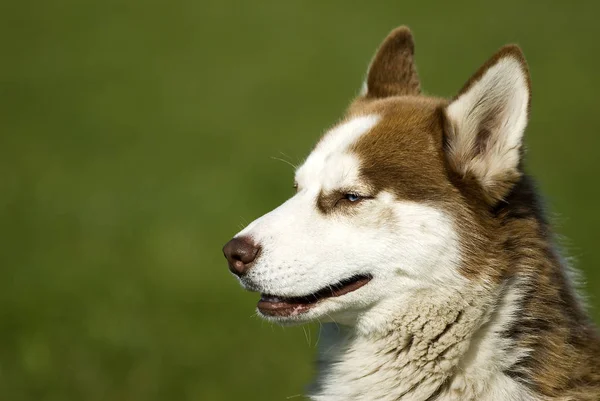 Husky Hond Dier Huisdier — Stockfoto