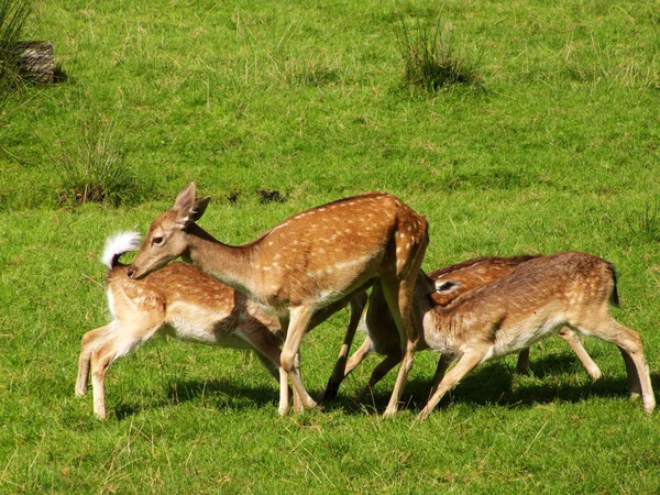 Scène Animalière Belle Nature — Photo