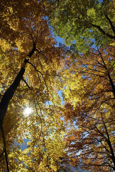 Hermoso Follaje Otoño Bosque — Foto de Stock