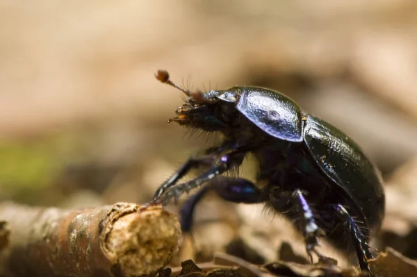 Küçük Bok Böceğinin Yakın Görüntüsü — Stok fotoğraf