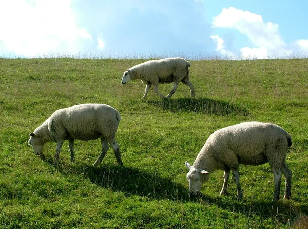 Owce Polu — Zdjęcie stockowe