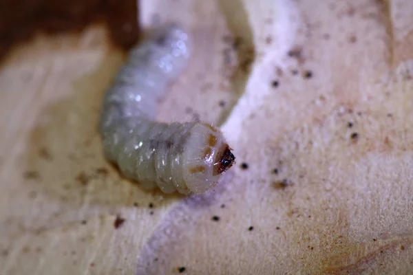 Närbild Insekter Naturen — Stockfoto