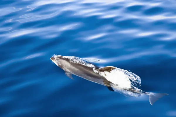 Plavání Delfínů Ostrov Pico Azory — Stock fotografie