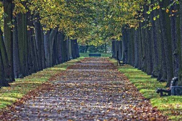 Atmosfera Autunnale Attenzione Selettiva — Foto Stock