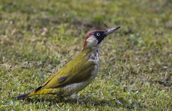 Green Woodpecker Our Garden — Stock Photo, Image