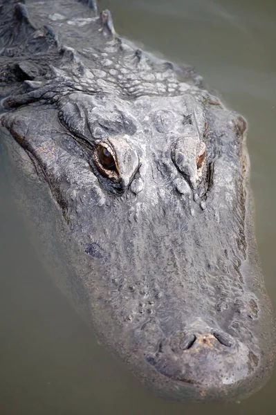 Krokodillen Het Wild Gevaarlijk Reptielenroofdier — Stockfoto