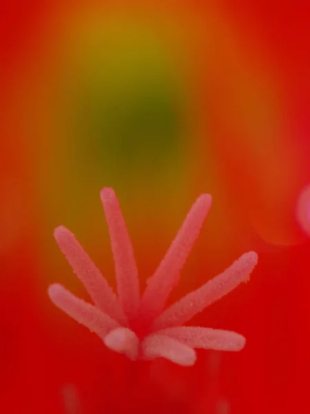 Stilul Staminele Unui Cactus Paști — Fotografie, imagine de stoc