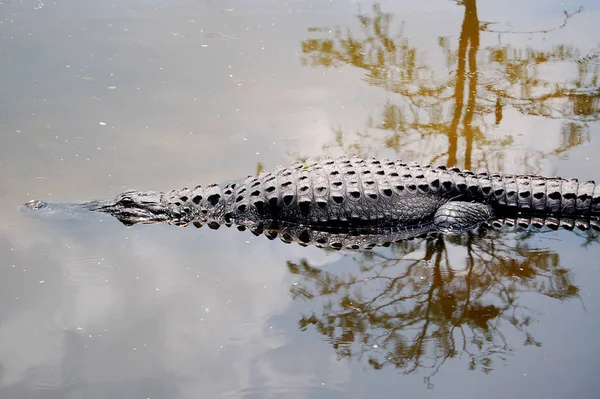 Alligator Krokodile Wildtiere Gefährliches Reptil Raubtier — Stockfoto